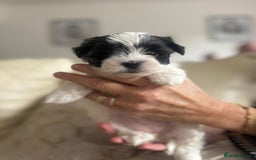 Maltipoo dogs for sale: Teacup maltipoo puppies  - Image 2