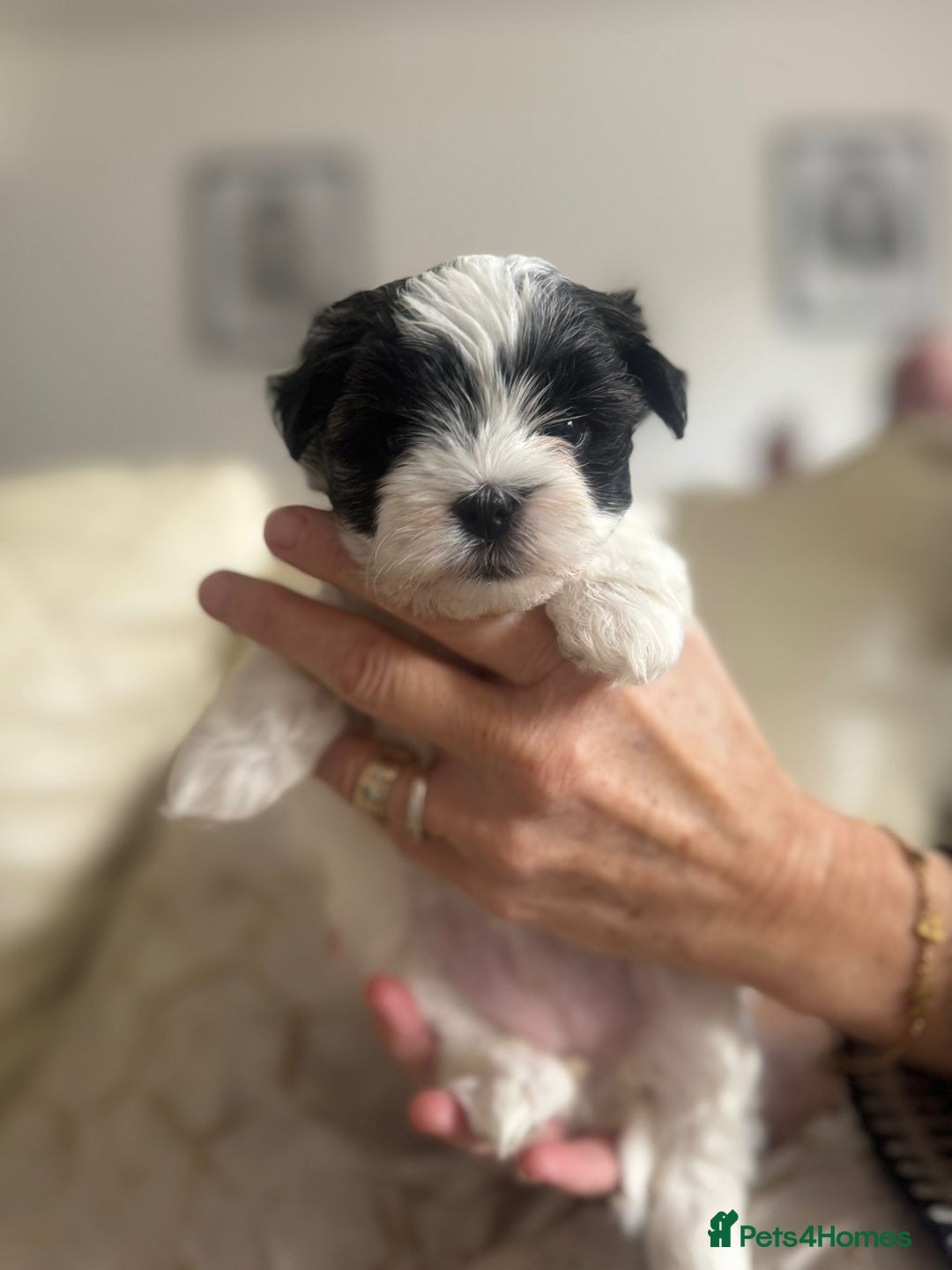 Maltipoo dogs for sale: Teacup maltipoo puppies  - Image 2