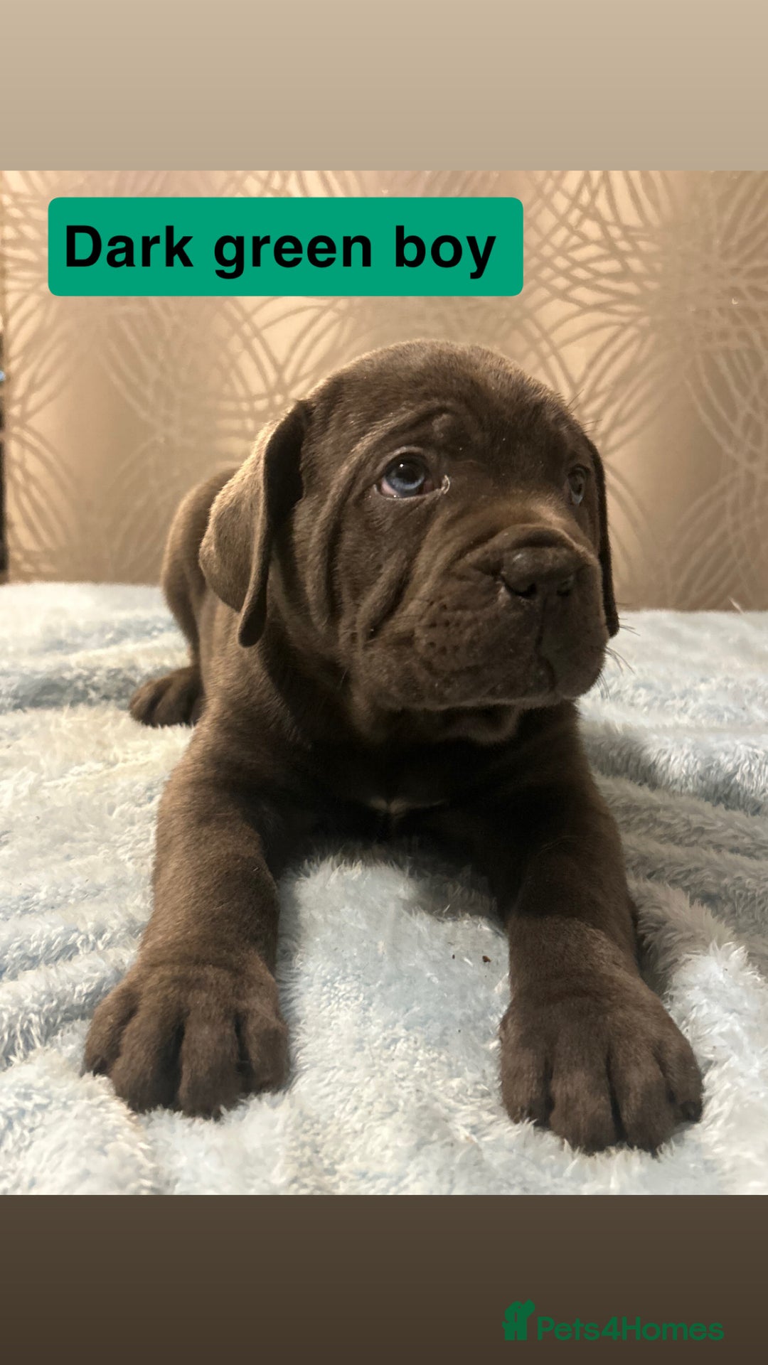 Cane Corso dogs for sale: 🐾 Stunning Cane Corso Puppies Available! 🐾 - Advert 20