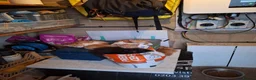Mixed Breed cats for sale: Kittens - Mixed Litter in Hounslow - Advert 12