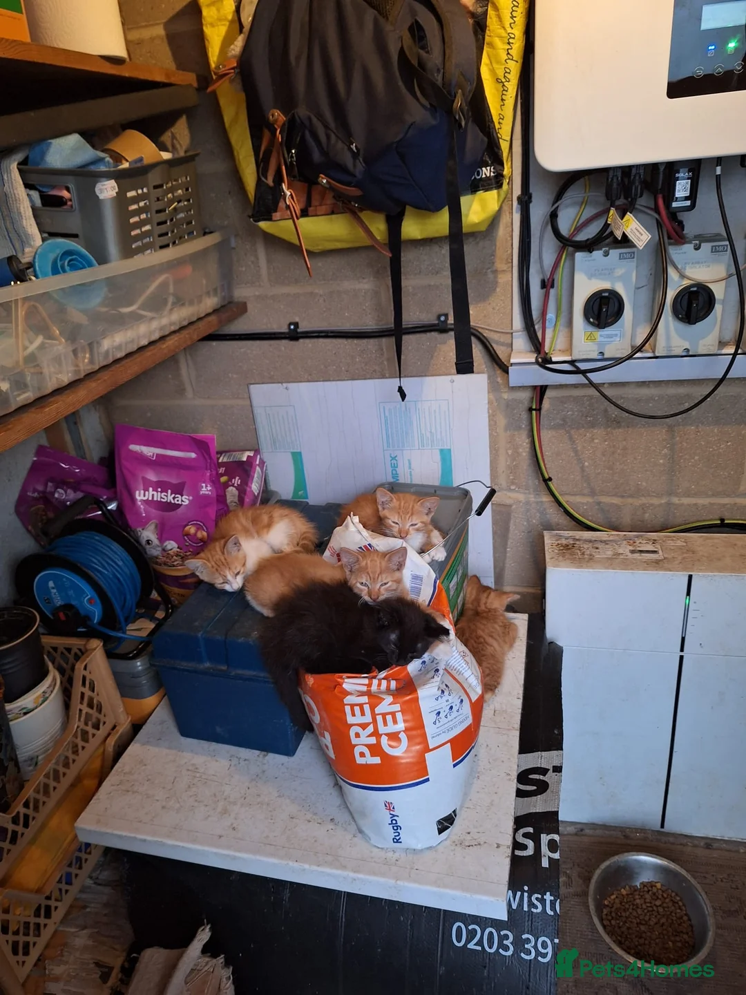 Mixed Breed cats for sale: Kittens - Mixed Litter in Hounslow - Advert 12