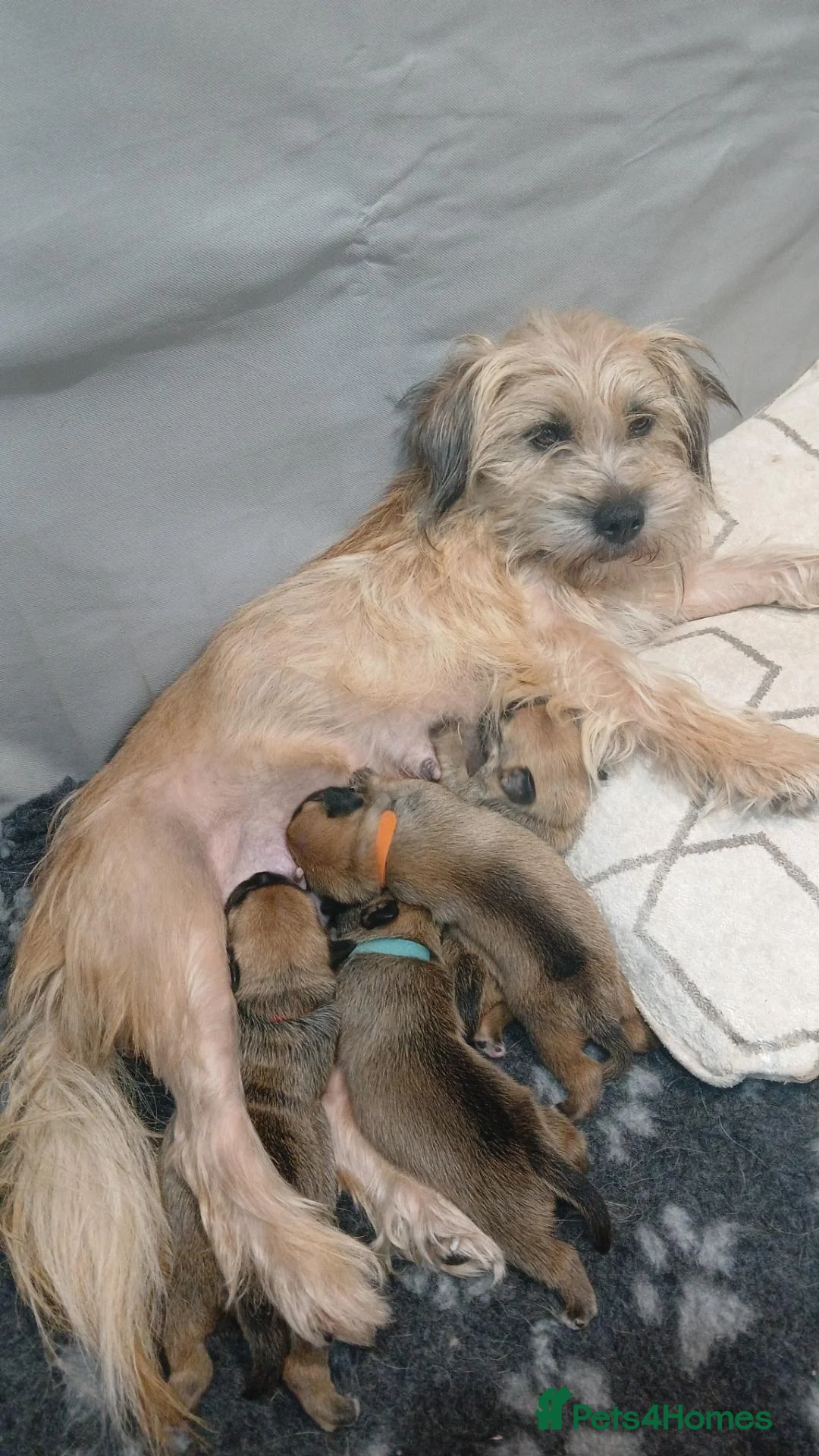 Mixed Breed dogs for sale: Mixed breed puppies looking for family homes - Advert 13