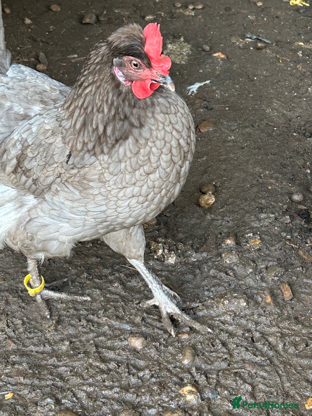 Chickens poultry for sale: 11 chickens for sale  - Image 12