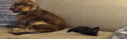 Mixed Breed cats for sale: The most amazing kitten - Advert 3
