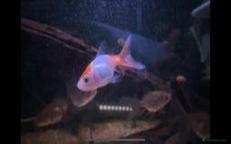Fancy Goldfish fish for sale: Fancy Oranda goldfish - Image 3