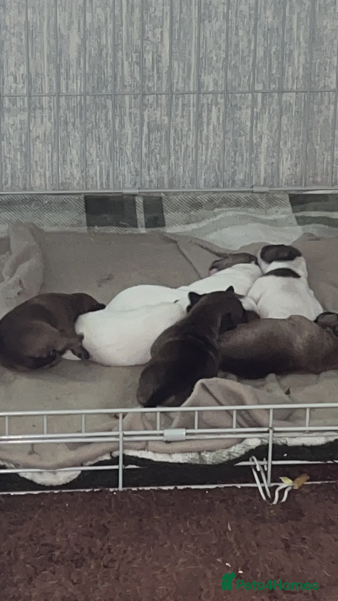 Mixed Breed dogs for sale: Jack Russell x parson Russell puos - Advert 2