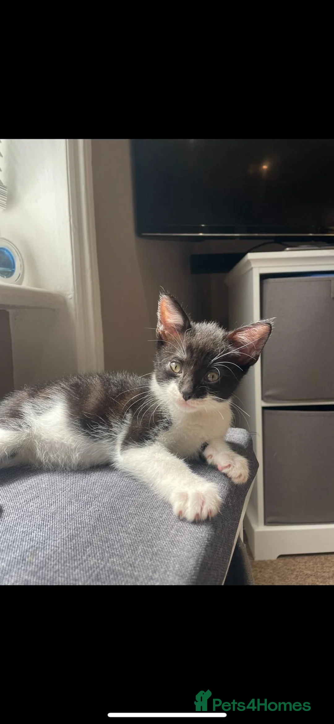 Domestic Shorthair cats for adoption: Little Buzz is looking for his forever home! - Advert 1