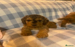 Cockapoo dogs for sale: Beautiful F1b Toy Cockapoo puppies  - Image 9