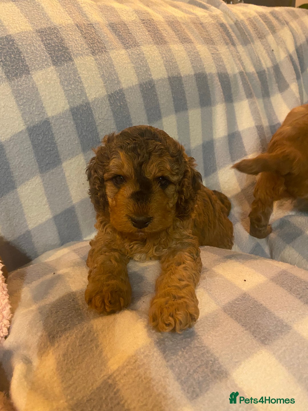 Cockapoo dogs for sale: Beautiful F1b Toy Cockapoo puppies  - Image 9