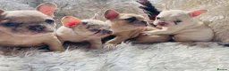 French Bulldog dogs for sale: French Bulldog Puppies - Advert 8