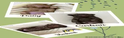 Toy Poodle dogs for sale: Chocolate toy poodles  - Advert 14