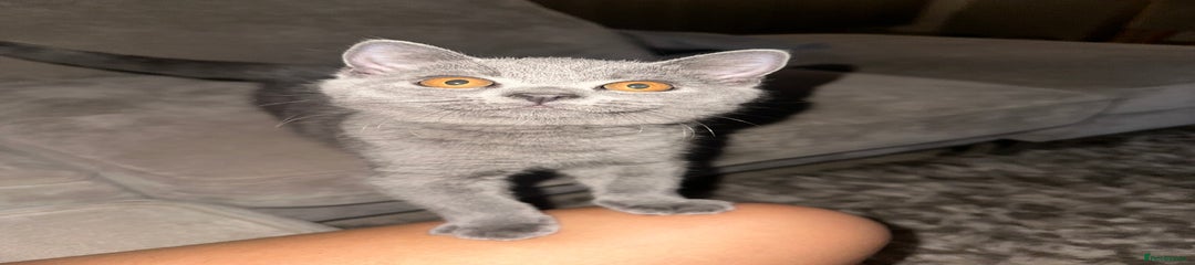 British Shorthair Kitten 1