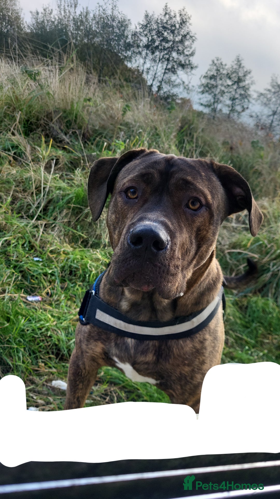 Mixed Breed dogs for sale: 8month old male - Image 1