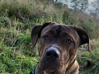 Mixed Breed dogs for sale - Advert 1