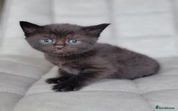 Scottish Fold cats for sale: Healthy and beautiful Scottish fold kittens - Image 19