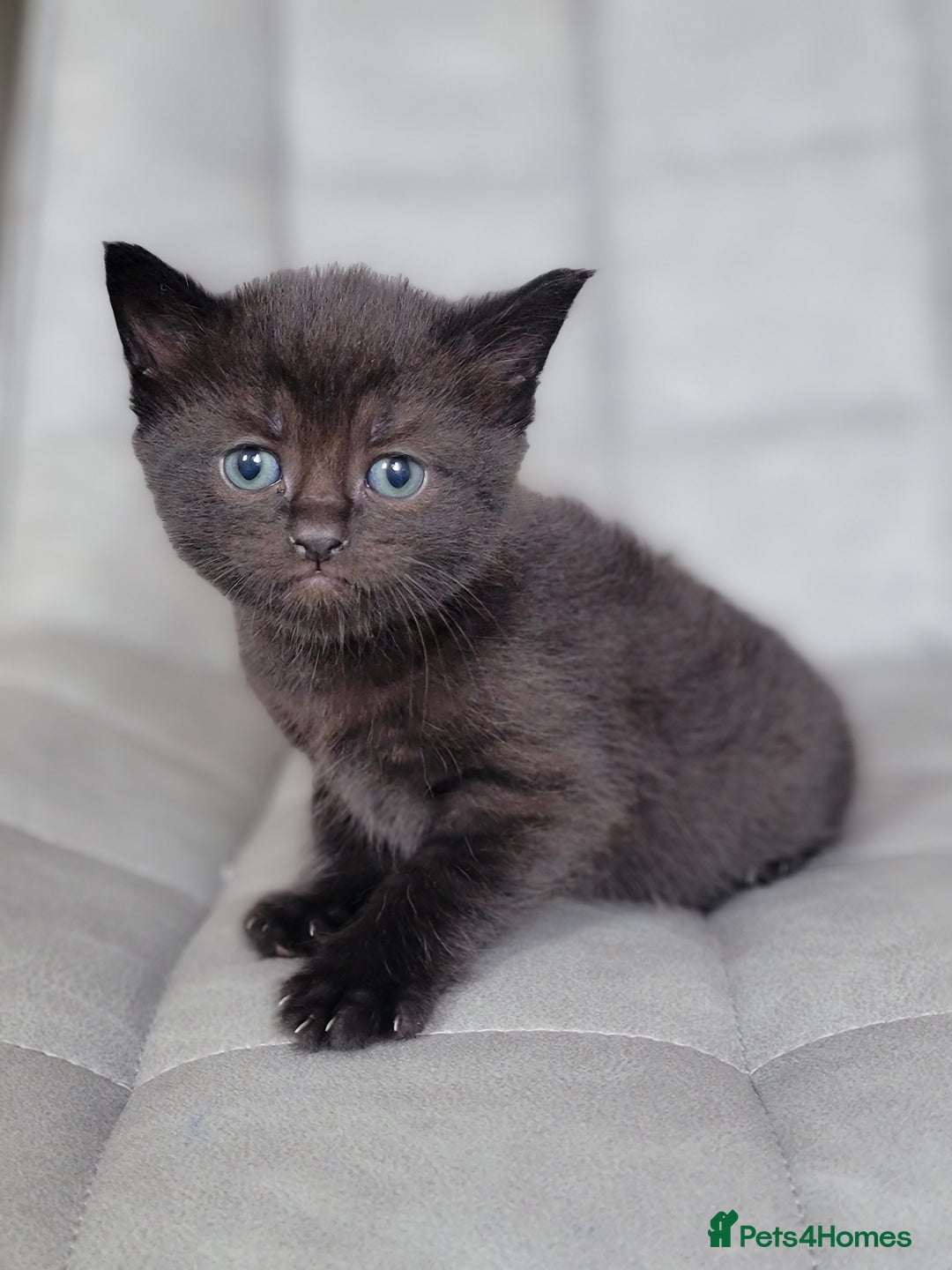 Scottish Fold cats for sale: Healthy and beautiful Scottish fold kittens - Image 19