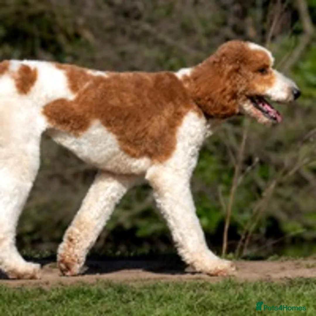 Goldendoodle dogs for stud: Red & White Parti Fully HealthTested Goldendoodle - Advert 11