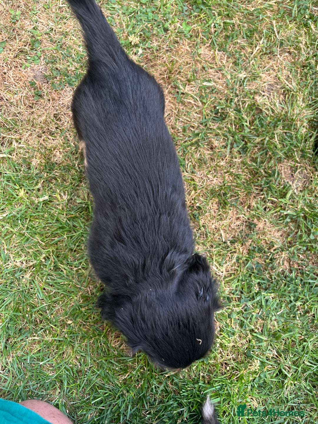 Miniature Dachshund dogs for sale: Miniature Long Haired black & tan bitch - Image 9