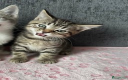 Mixed Breed cats for sale: Gorgeous Boys Russian Blue X Tabby Kittens 🐾🩵 - Image 3