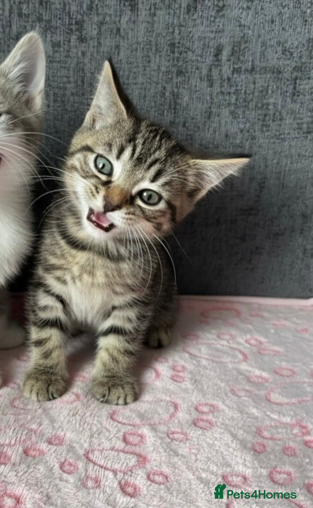 Mixed Breed cats for sale: Gorgeous Boys Russian Blue X Tabby Kittens 🐾🩵 - Image 3
