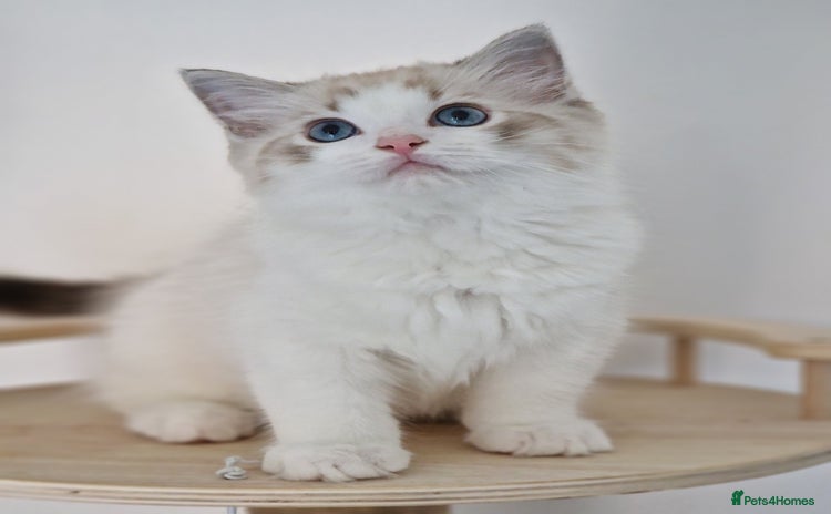 Ragdoll cats - Advert 16