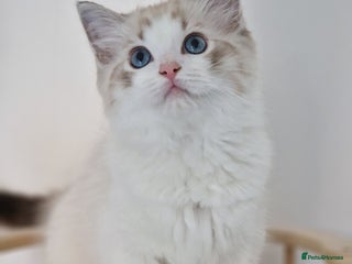 Ragdoll cats - Advert 26