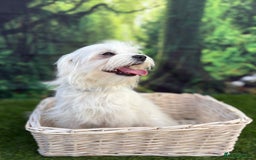 Maltese dogs for sale:  Maltese looking for a new home only 1 boy left - Image 9