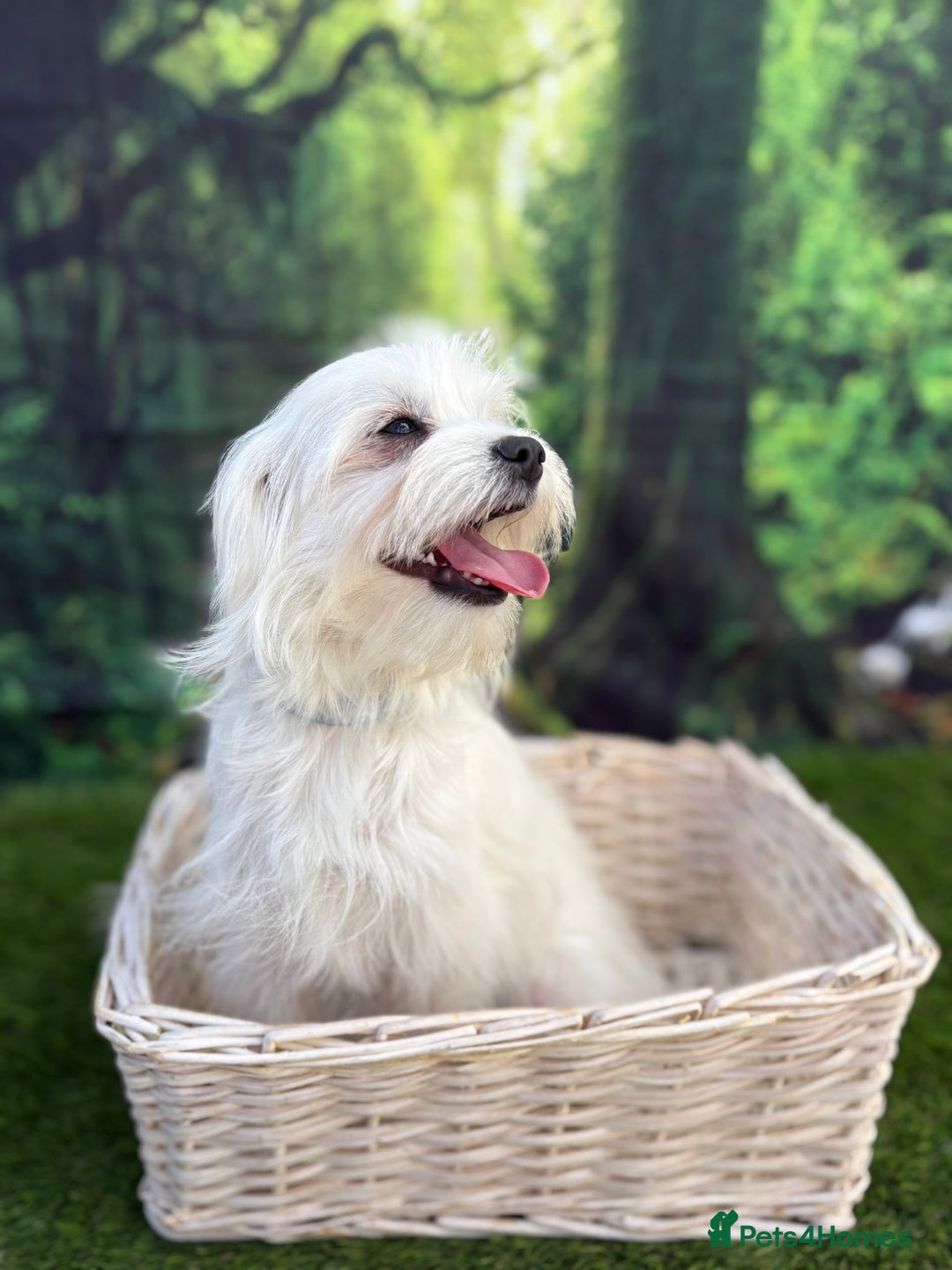 Maltese dogs for sale:  Maltese looking for a new home only 1 boy left - Image 9