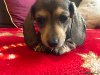 Miniature Dachshund dogs Miniature dachshund puppy’s - Advert 1