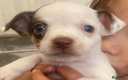 Chihuahua dogs for sale: Last 2 Chihuahua pups - Image 1
