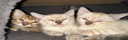 Bengal cats for sale: Bengal kittens  - Advert 11