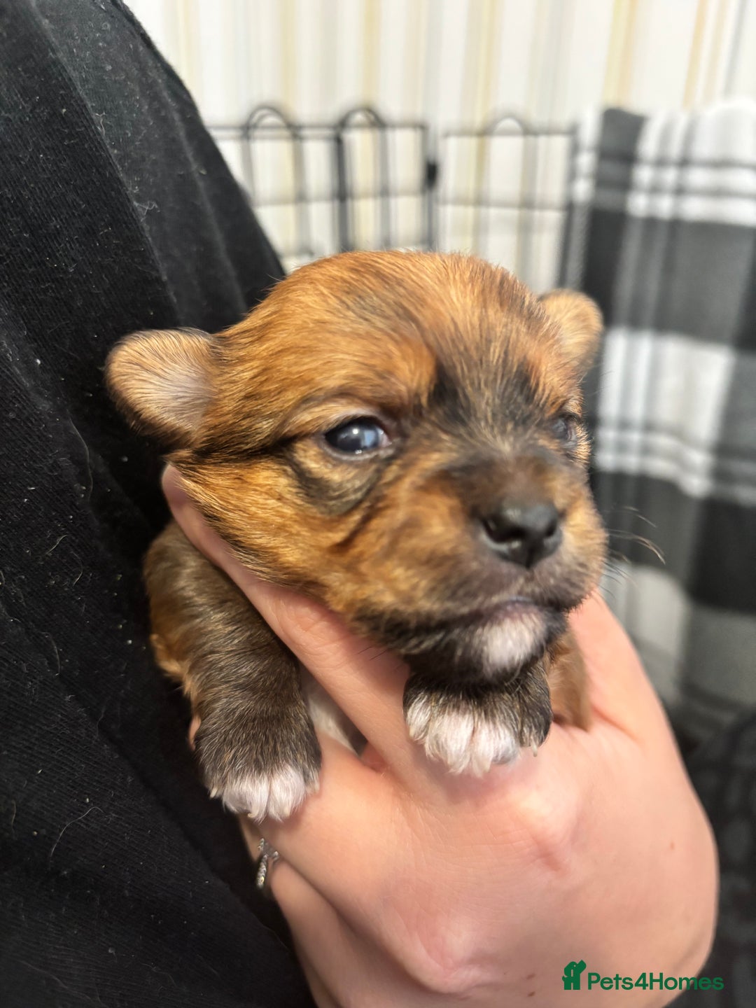 Mixed Breed dogs for sale: ✨ Chihuahua × Coton de Tulear puppies ✨ - Image 7