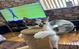 Turkish Angora cats for sale: half turkish angors  - Image 6