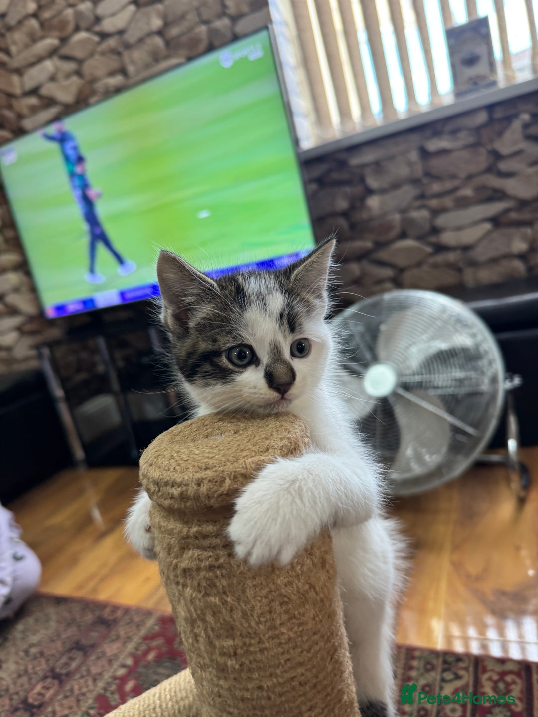 Turkish Angora cats for sale: half turkish angors  - Image 6