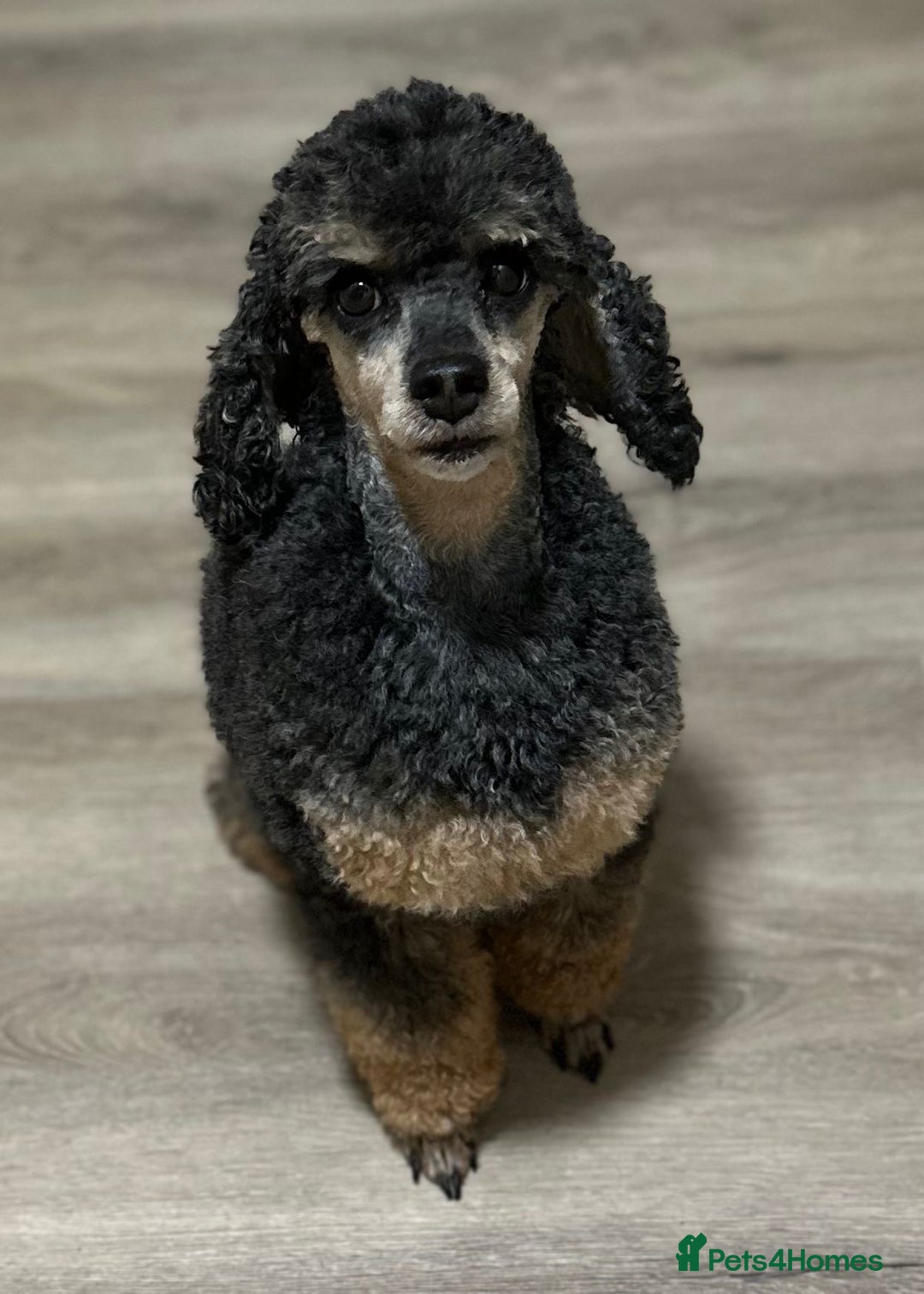Toy Poodle dogs for sale: REHOMING male toy poodle  - Advert 2