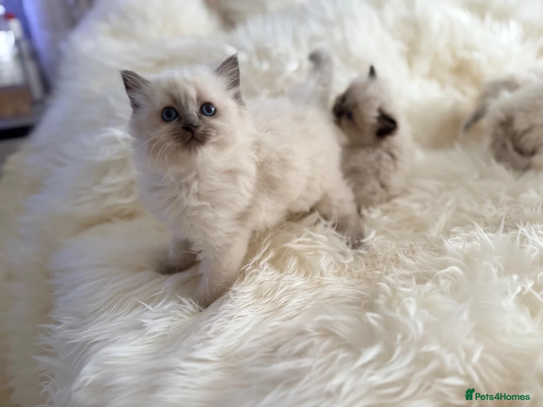 Ragdoll cats for sale: Beautiful kittens from Champion lines TICA  - Advert 6