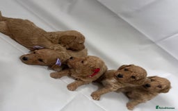 Poochon dogs for sale: F1 Poochon Puppies - 1 boy left - Image 9