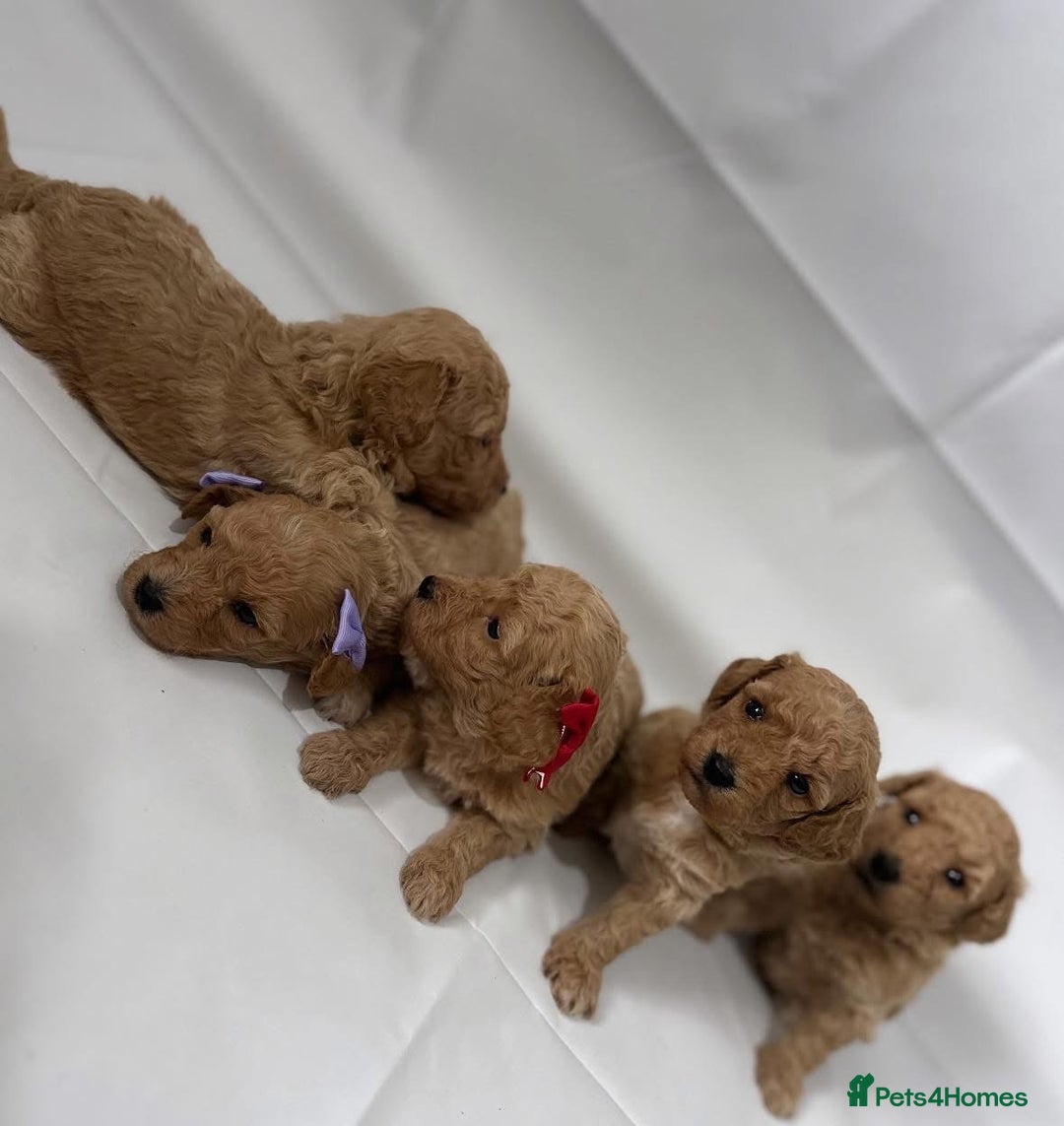 Poochon dogs for sale: F1 Poochon Puppies - 1 boy left - Image 9