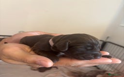 Cockapoo dogs for sale: Cockapoo puppies - Image 11