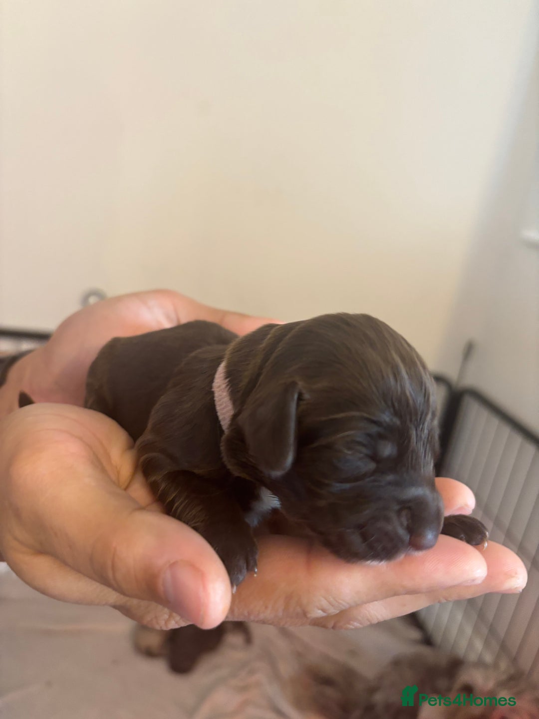 Cockapoo dogs for sale: Cockapoo puppies - Image 11