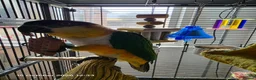 Parrots birds for sale: Black headed caique  in Sheerness - Advert 2