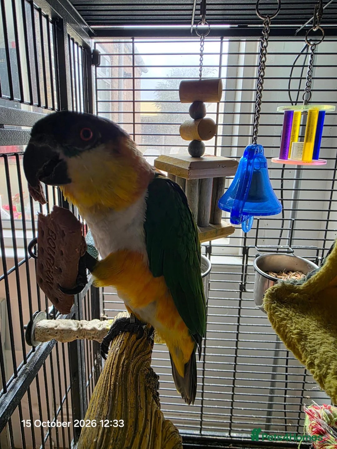 Parrots birds for sale: Black headed caique  in Sheerness - Advert 2