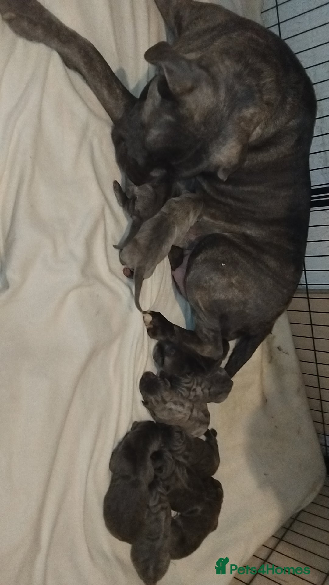 Cane Corso dogs for sale: Cane corso puppys 4 boys 4 girls abkc - Advert 4