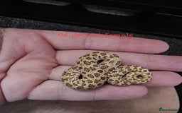 Snake reptiles for sale: Western Hognose Snakes  - Image 12