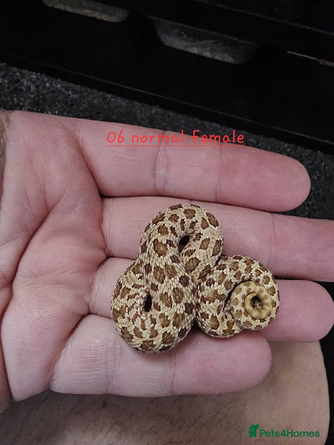 Snake reptiles for sale: Western Hognose Snakes  - Image 12