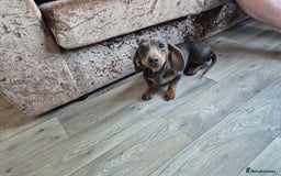 Miniature Dachshund dogs for sale: Miniature Dachshund puppies - Image 15