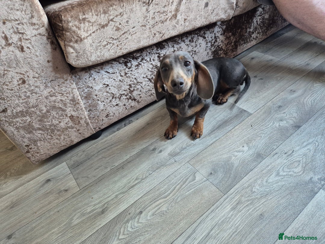 Miniature Dachshund dogs for sale: Miniature Dachshund puppies - Image 15