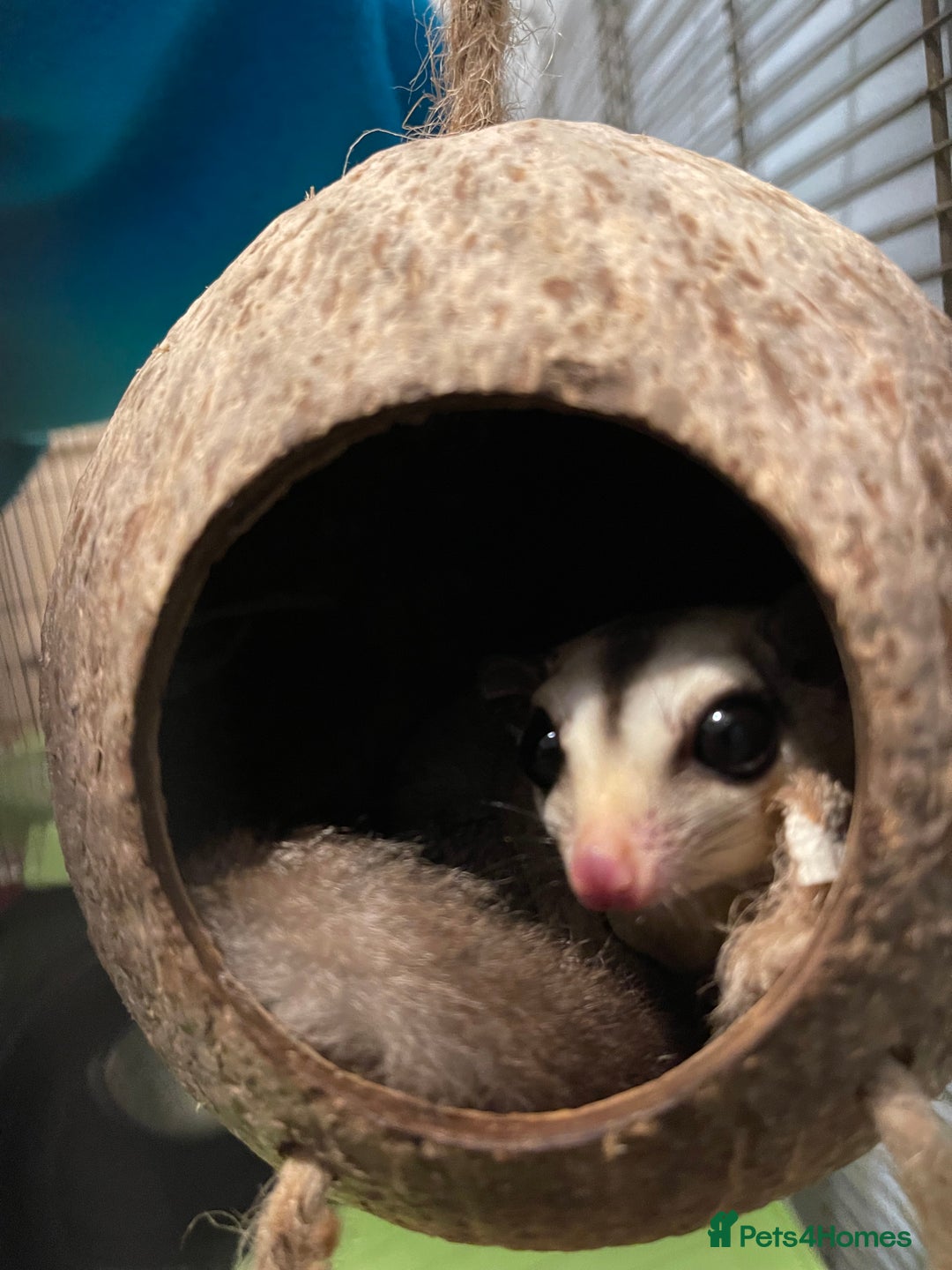 Sugar Glider rodents for sale: Sugar glider for sale - Advert 2