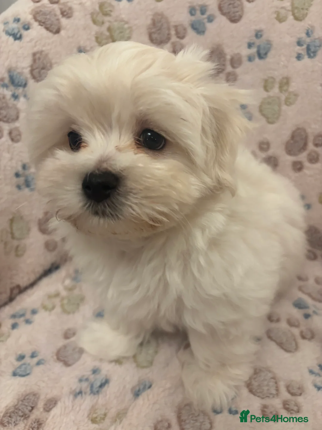 Maltipoo dogs for sale: Maltipoo - Advert 24