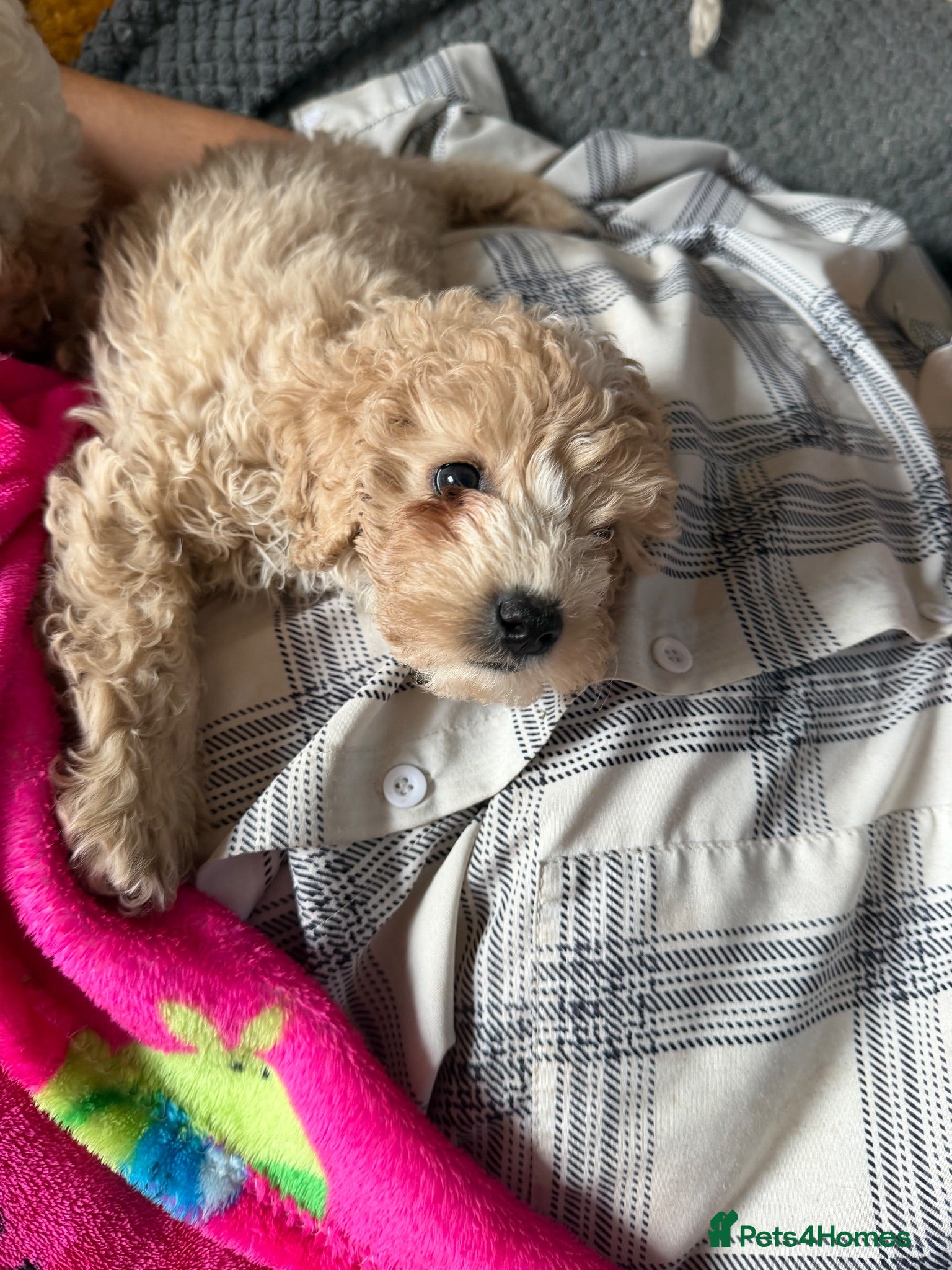 Cockapoo dogs Cockapoo Puppie  - Advert 6